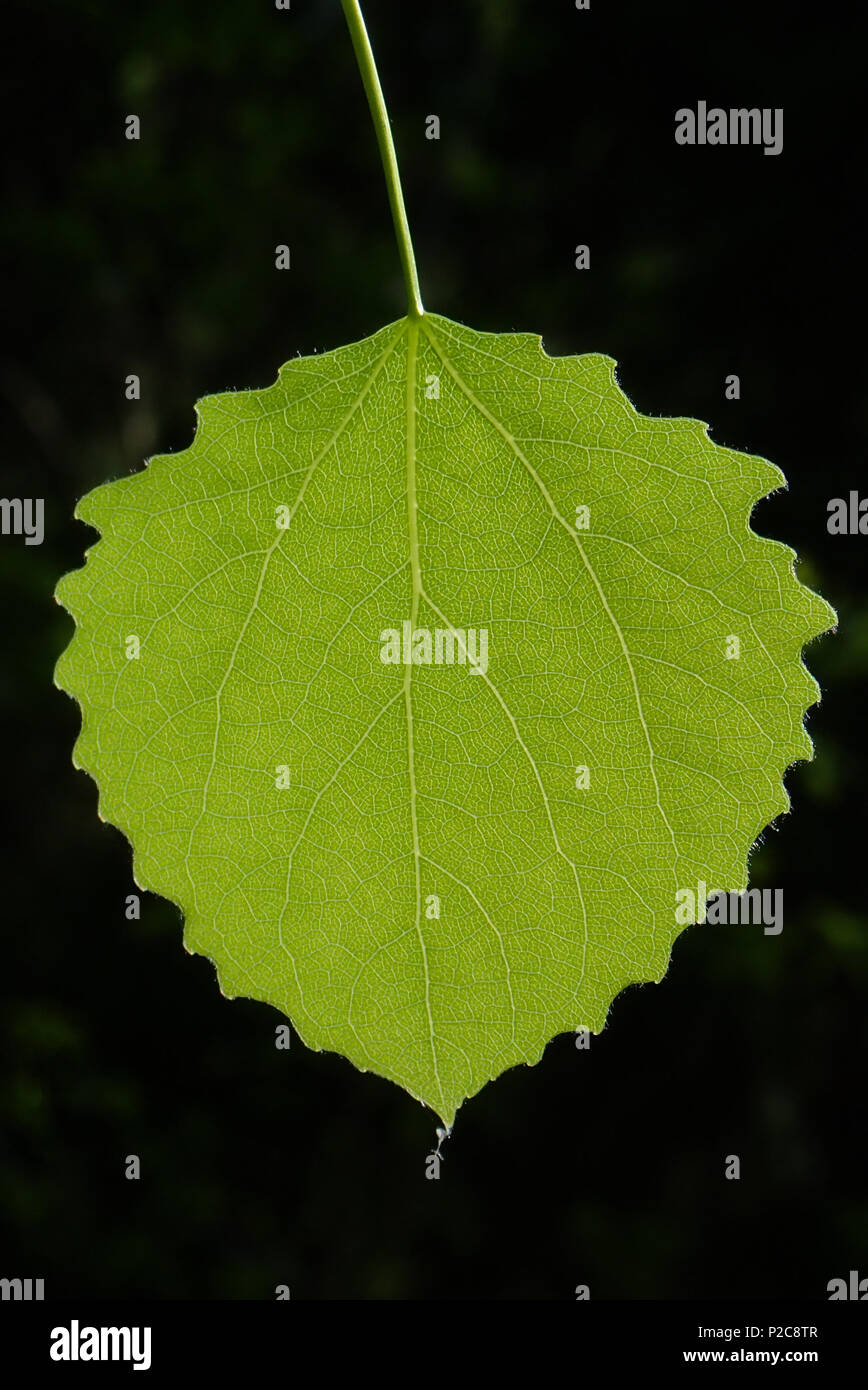 Populus tremula. Hausjärvi, Finnland. 22.5.2018 Stockfoto