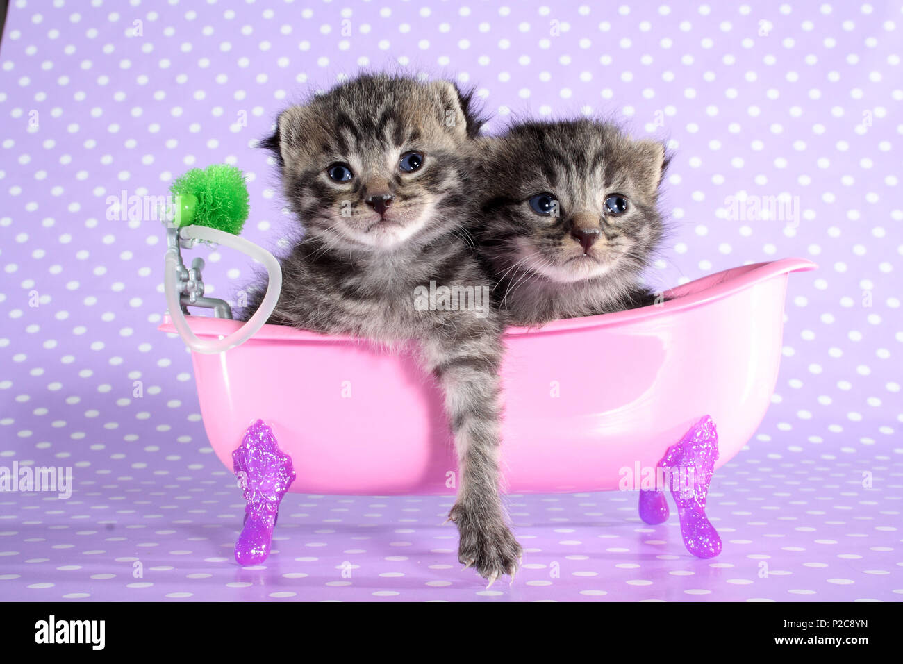 Zwei Kätzchen, 2 Wochen alt, in der Badewanne sitzen Stockfoto