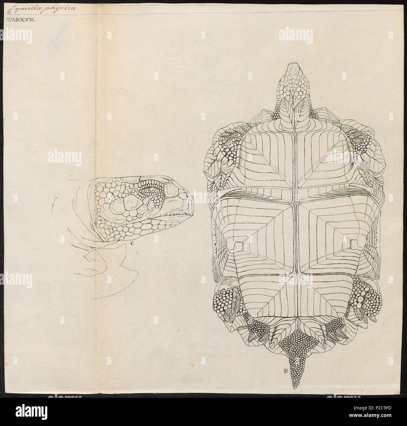 . Testudo sulcata. Zwischen 1700 und 1880 303 Testudo sulcata - 1700-1880 - Drucken - Iconographia Zoologica - Sondersammlungen Universität Amsterdam - UBA01 IZ 11600059 Stockfoto