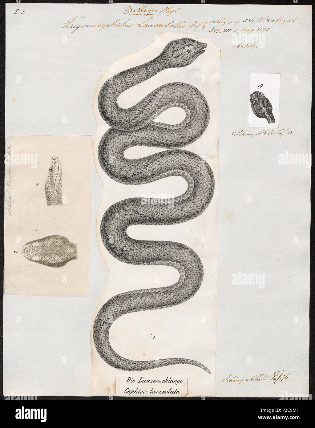 . Trigonocephalus lanceolatus. Zwischen 1700 und 1880 308 Trigonocephalus lanceolatus - 1700-1880 - Drucken - Iconographia Zoologica - Sondersammlungen Universität Amsterdam - UBA01 IZ 11700063 Stockfoto