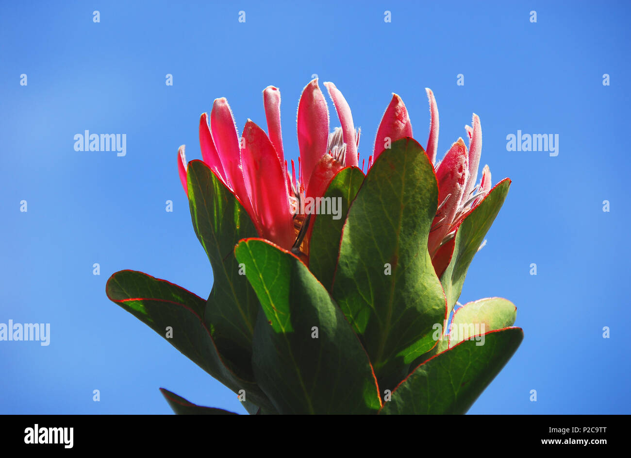 Eine schöne Königin Protea Fynbos wächst hoch und gegen einen klaren blauen sonnigen Himmel in Südafrika eingerahmt. Stockfoto