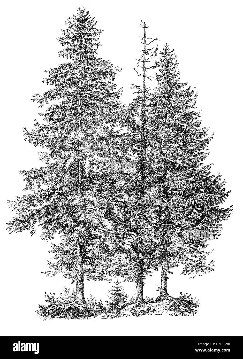 Fichte, Picea vulgaris, Picea abies, Fichte, digital verbesserte Reproduktion von einem ursprünglichen Drucken aus dem 19. Jahrhundert, 1881 Stockfoto