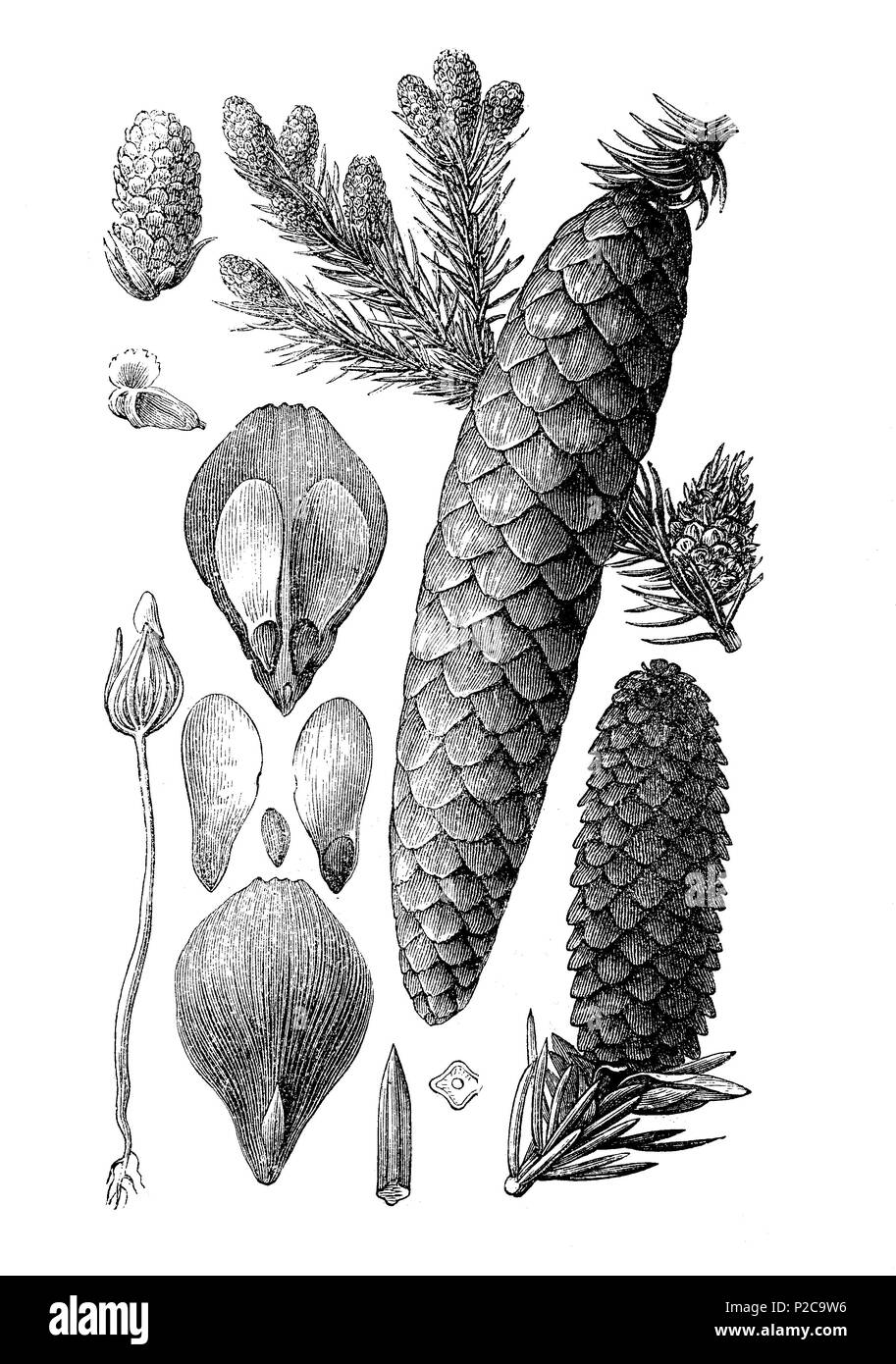 Früchten und Blüten der Fichte, Picea vulgaris, Picea abies, Fichte, Früchte und Sky, digitale Reproduktion von einem ursprünglichen Drucken aus dem 19. Jahrhundert verbessert, 1881 Stockfoto