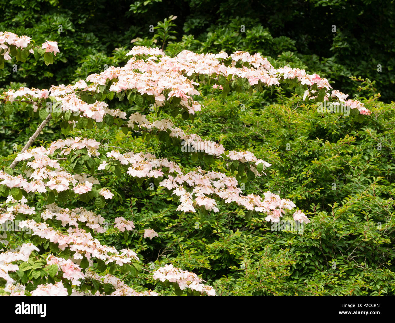 Zart rosa lacecap Blumen auf mehrstufige arrangiert, leicht überhängenden Zweigen der Hardy strauch Viburnum plicatum 'Pink Beauty' Stockfoto