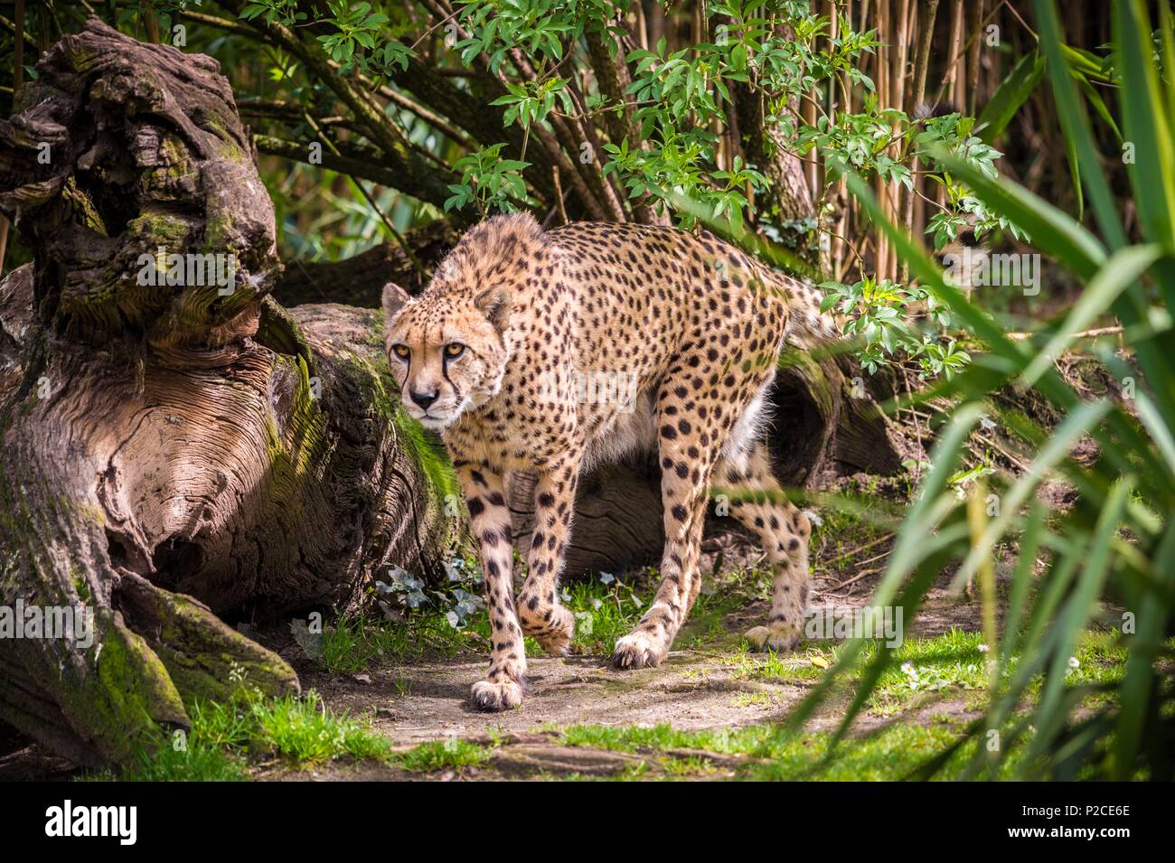 Frankreich, Sarthe, La Fleche, La Fleche Zoo, Geparden (Acinonyx jubatus) otection Status, Washington Convention Anhang I A (CITES), IUCN-Status gefährdet (VU) Stockfoto