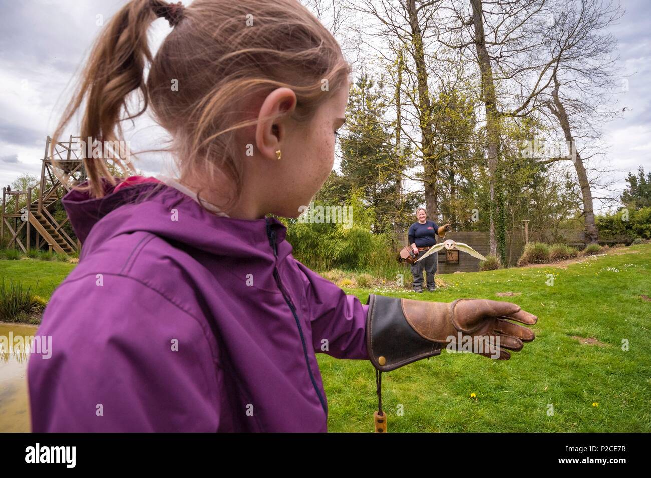 Frankreich, Sarthe, La Fleche, La Fleche Zoo, Lehrling falconer mit einer Schleiereule (Tyto alba), während der Aktivität Keeper für einen Tag, offen für alle ab 8 Jahren, die es Ihnen ermöglicht, sich in die Schuhe eines Keeper zu setzen Pflege von Tieren unter seiner Aufsicht zu nehmen, hier der Aufruf Chchchchch Stockfoto