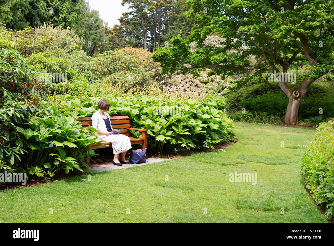 Eine Frau mittleren Alters lesen in einem ruhigen Garten, Royal Botanic Garden, Edinburgh, Schottland Großbritannien Stockfoto
