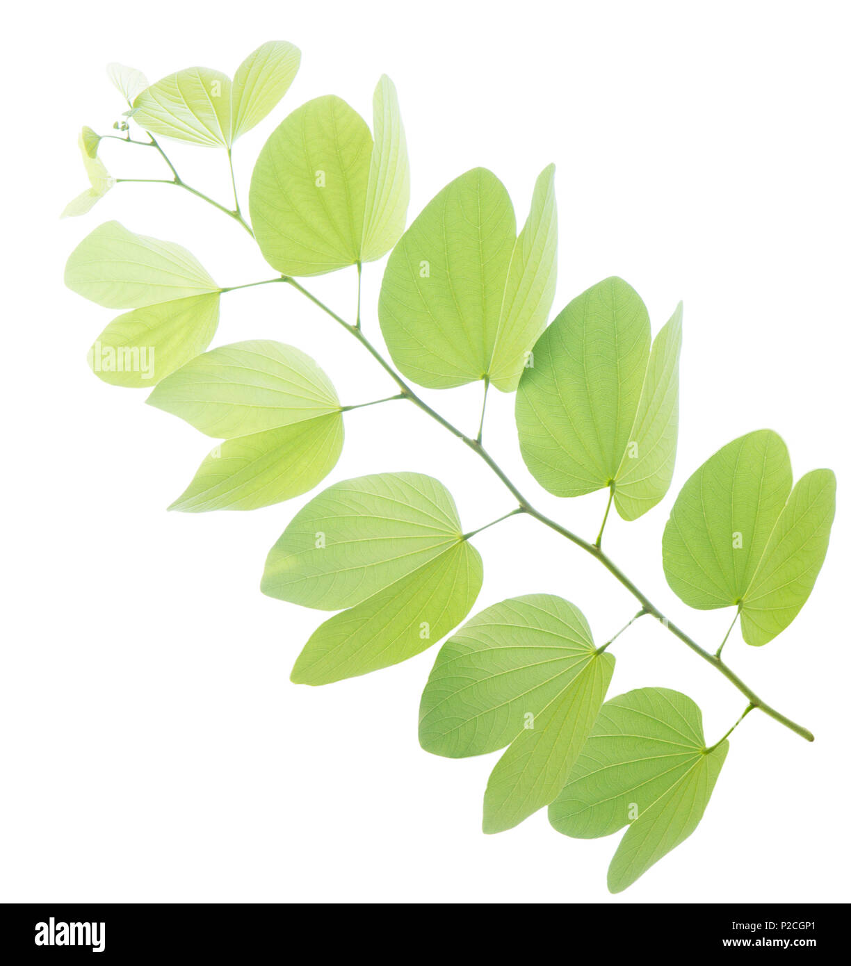 Junge bauhinia Blatt auf weißem Hintergrund Stockfoto