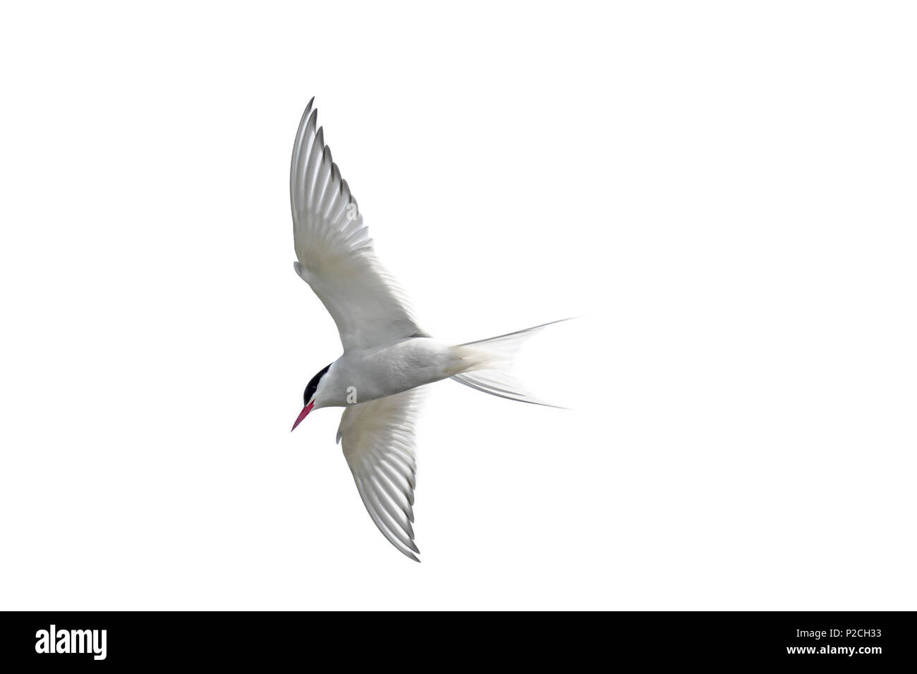 Küstenseeschwalbe (Sterna Paradisaea) im Flug vor weißem Hintergrund, Ausschnitt/Cut-out Stockfoto