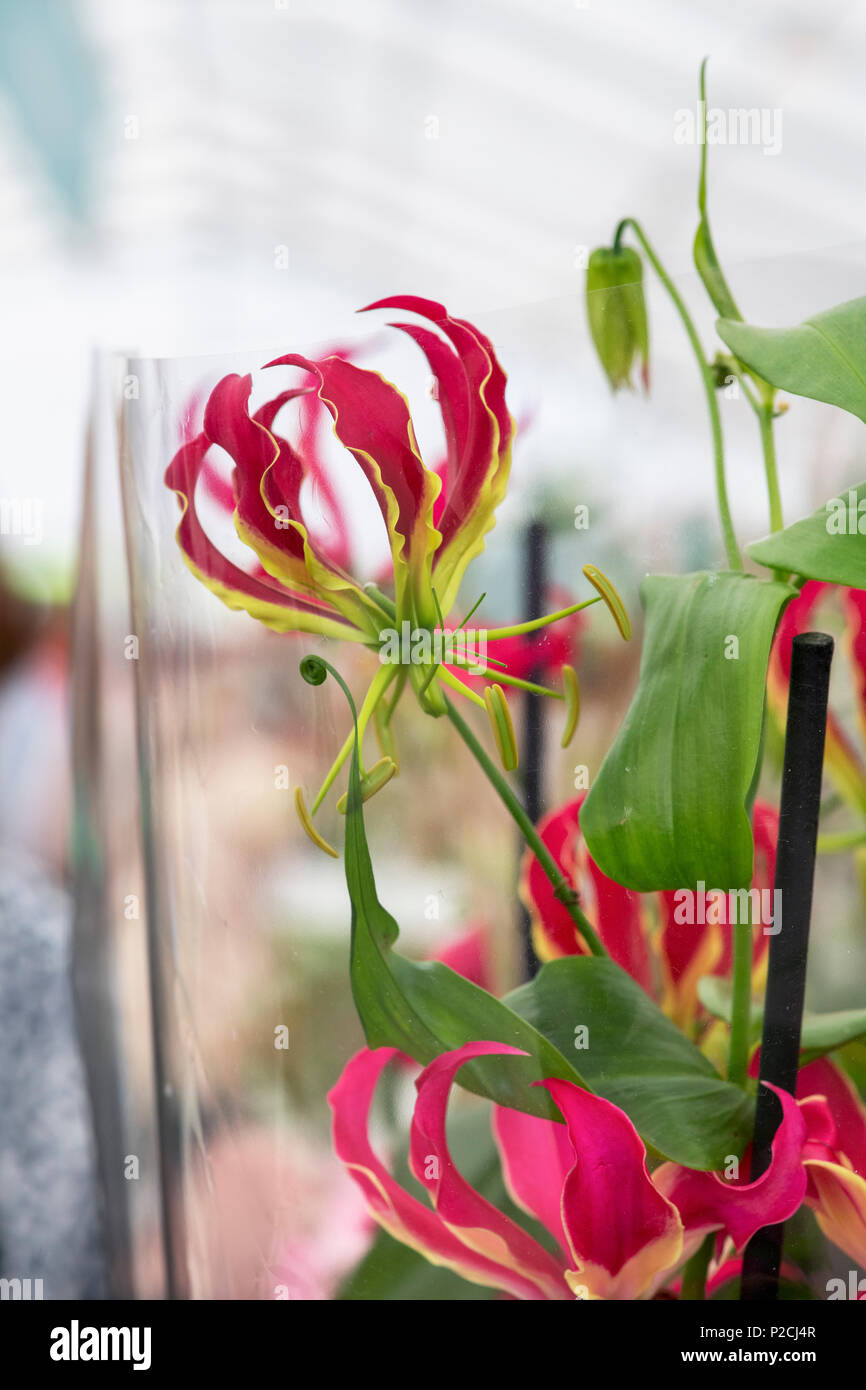 Gloriosa Rothschildiana Superba''. Herrlichkeit Lily. Flamme Lily. Gloriosa Lily in Plastikfolie eingewickelt in eine Blume zeigen. Großbritannien Stockfoto