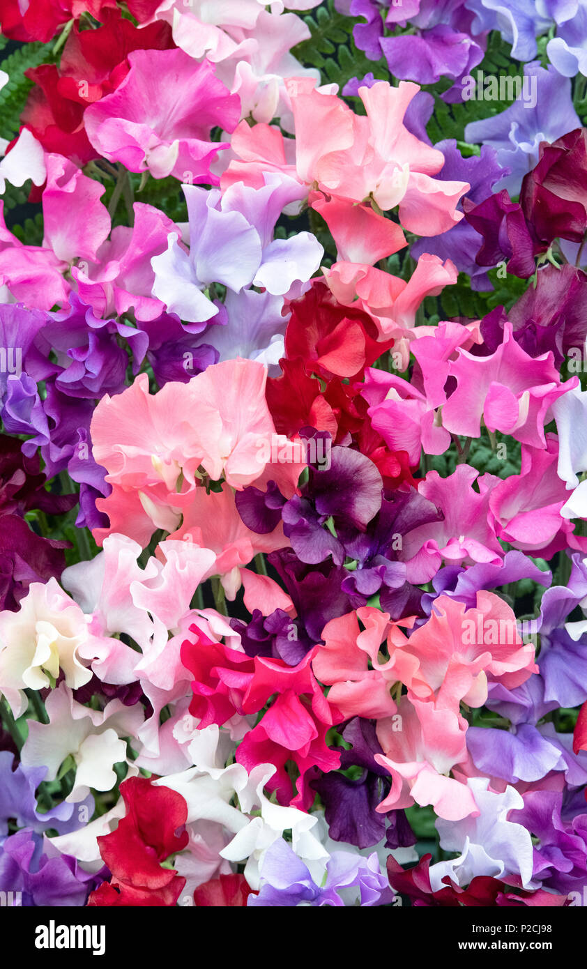 Lathyrus Odoratus. Die Sweet pea pencer Mix 'Blume Anzeige Stockfoto
