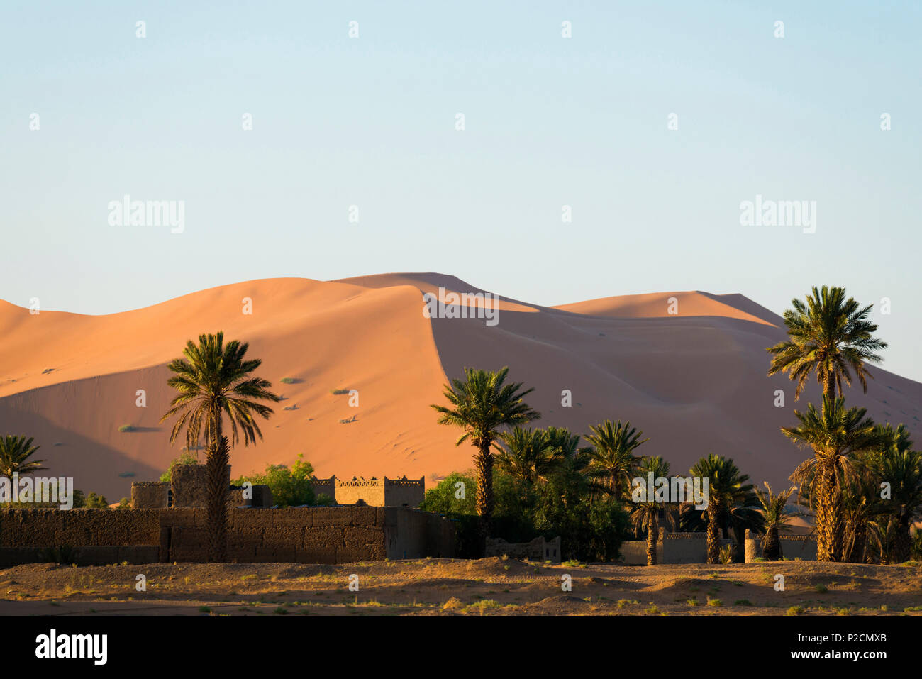 Dünen und Palmen, in der Nähe von Merzouga, Erg Chebbi, Sahara, Marokko, Afrika Stockfoto