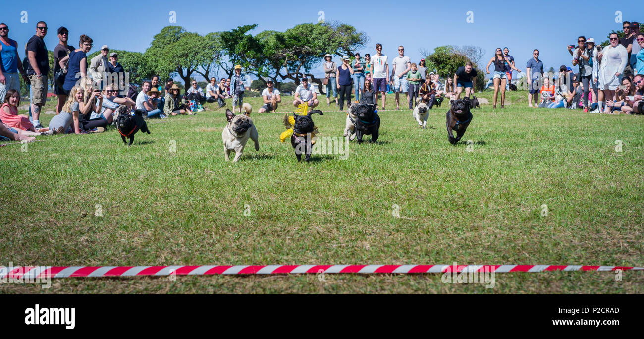 Rennen Teilnehmer bei pug Dash, ein jährlicher Spaß Rennen in Muizenberg, Cape Town, Western Cape Provinz, Südafrika gehalten Stockfoto