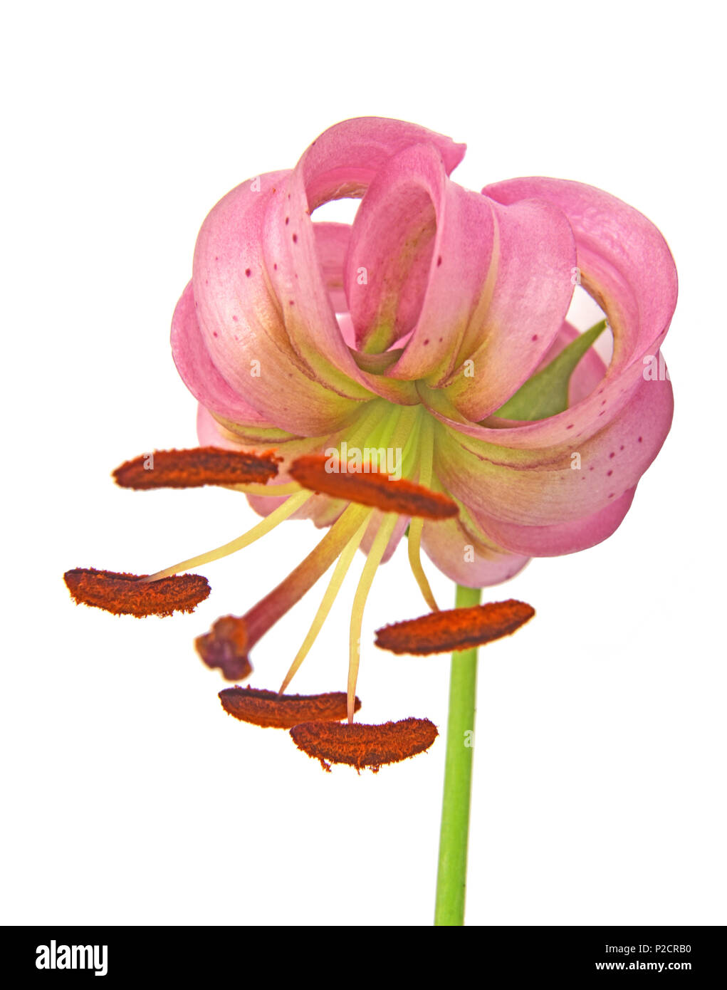 Nahaufnahme einer Blüte Martagon Lilie (Lilium martagon) auf weißem Hintergrund Stockfoto