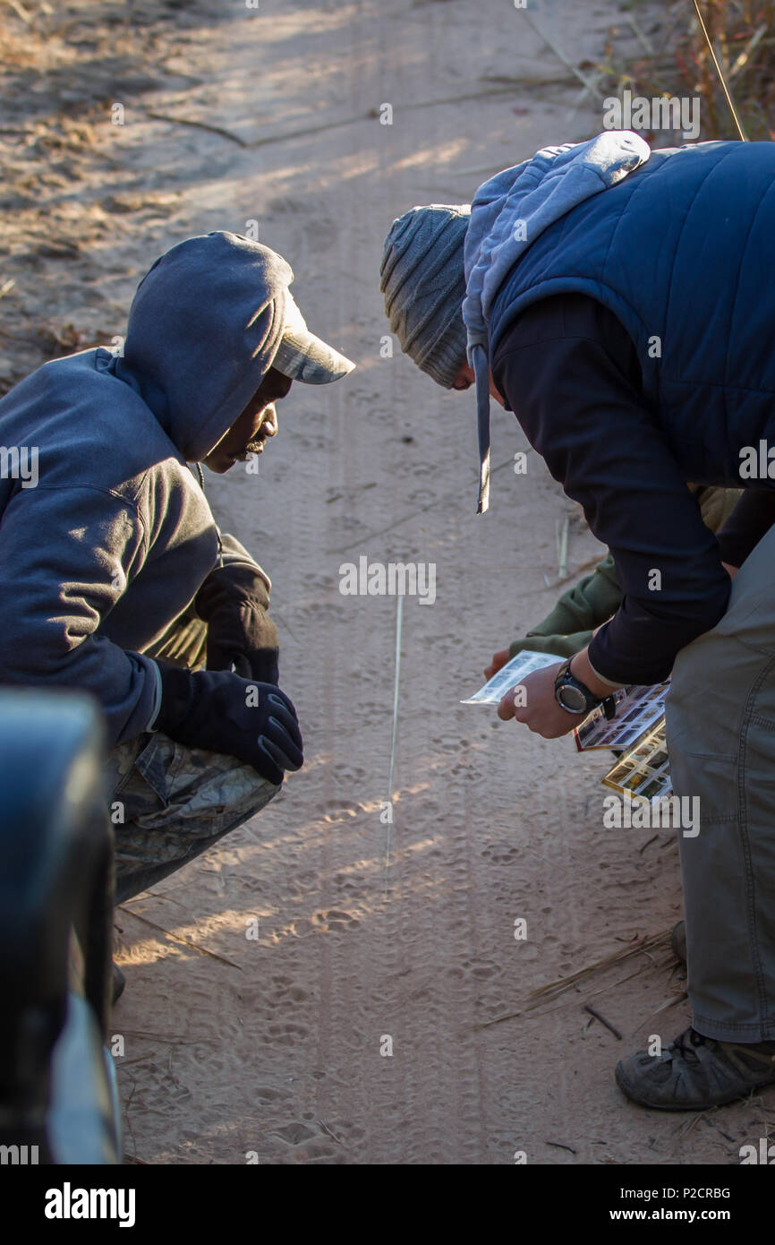 Zwei Männer untersuchen Tier Titel in den Schmutz der Straße auf Safari im Kafue National Park, Sambia. Stockfoto