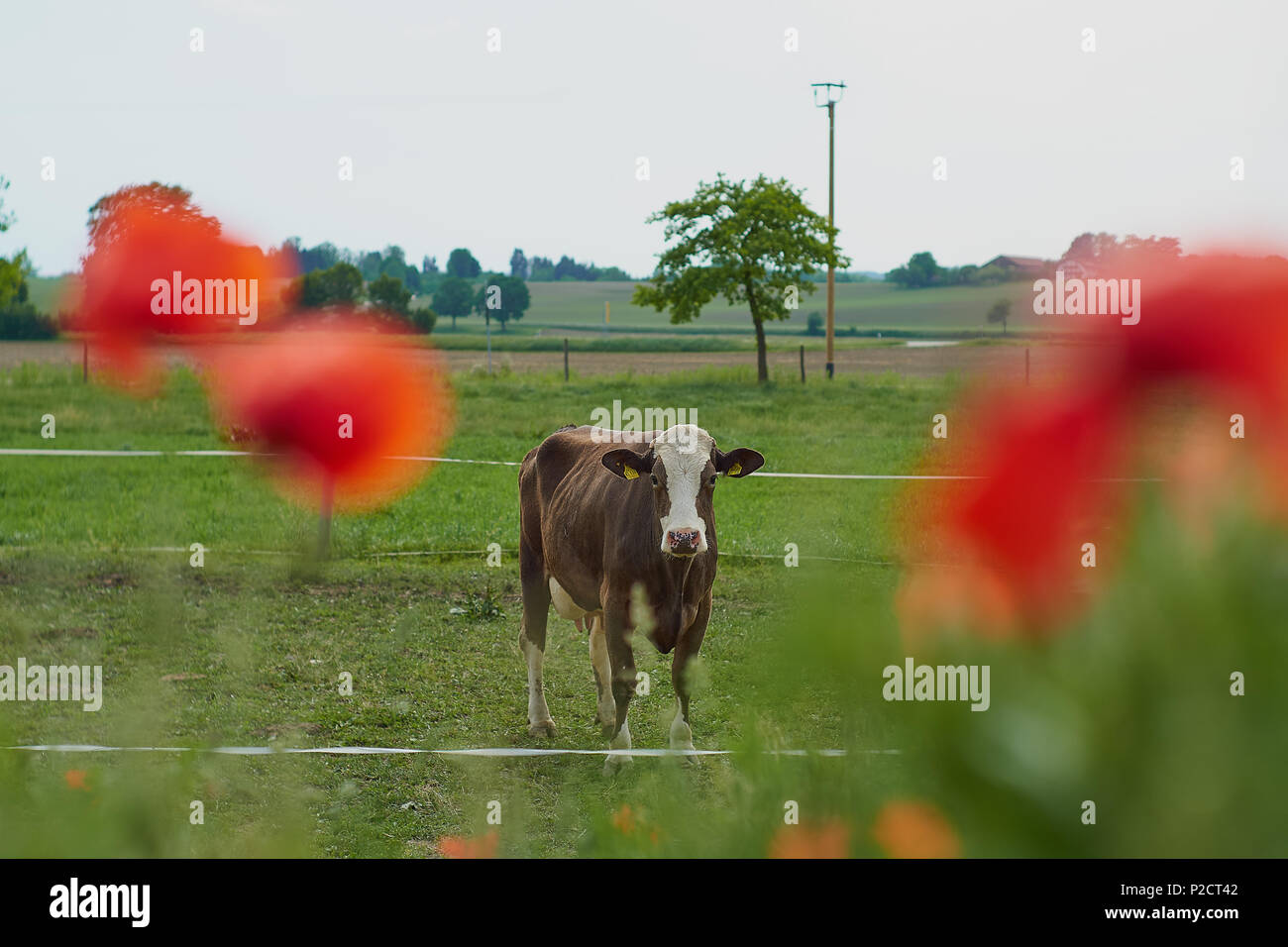 Kuh auf einem Bauernhof mit roter Mohn Blumen. Mohn Blumen und blauer Himmel in der Nähe von München Bayern Deutschland Stockfoto