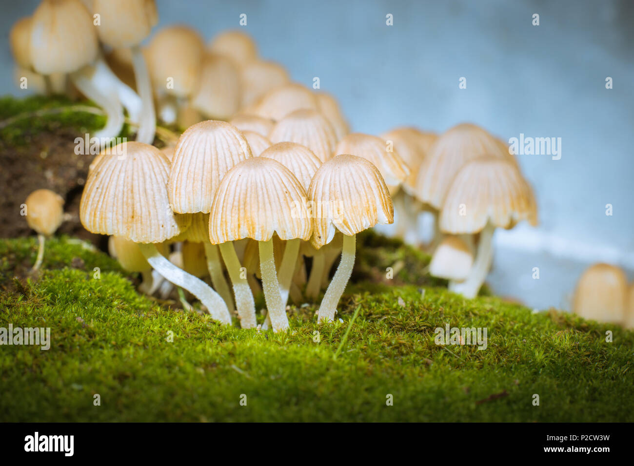 Kleine Pilze auf grünem Gras Stockfoto