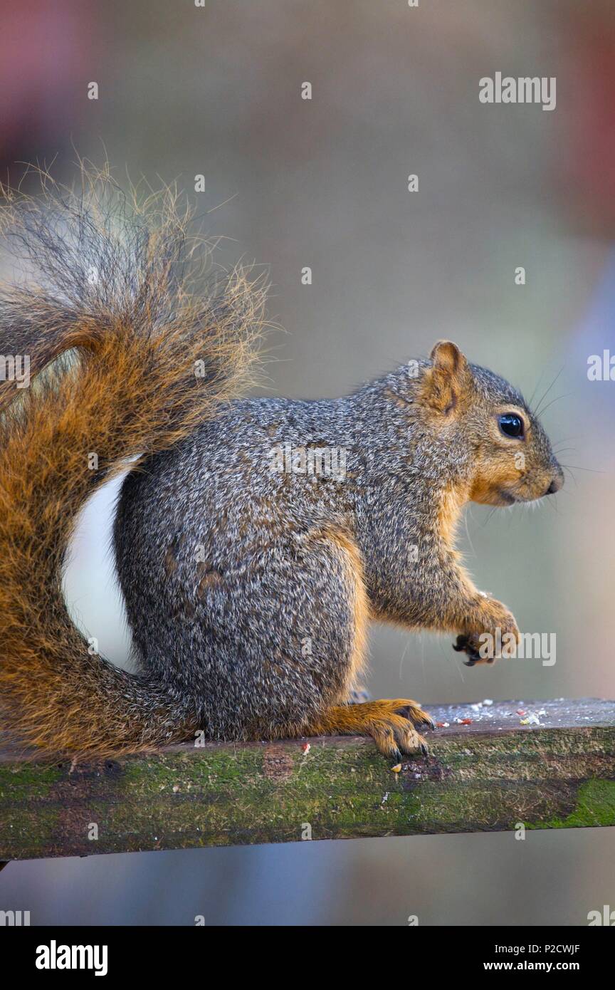 Usa, Louisiana, Breaux Bridge, Ambiente Stockfoto