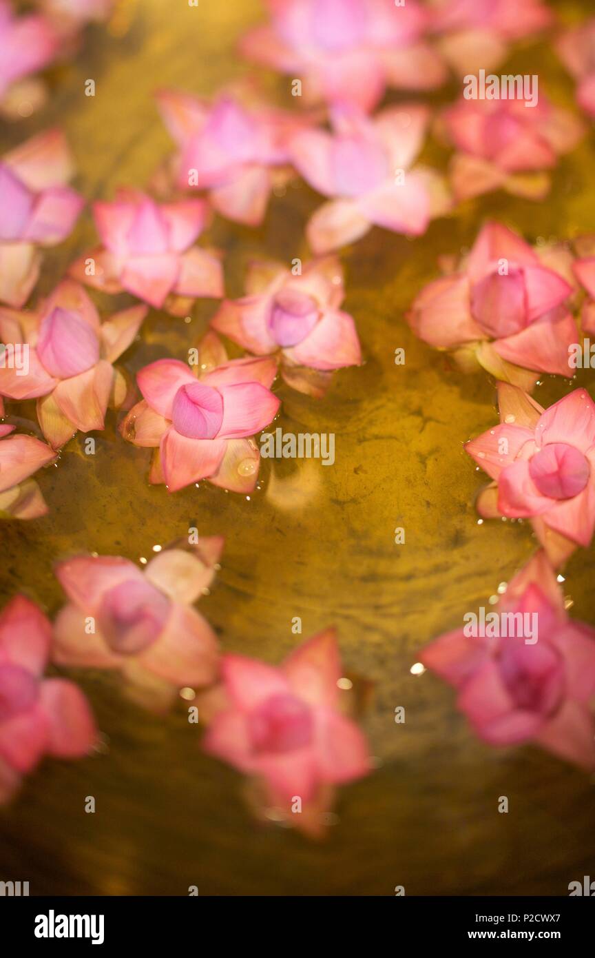 Indien, Kerala State, Kochi, Atmosphäre Stockfoto