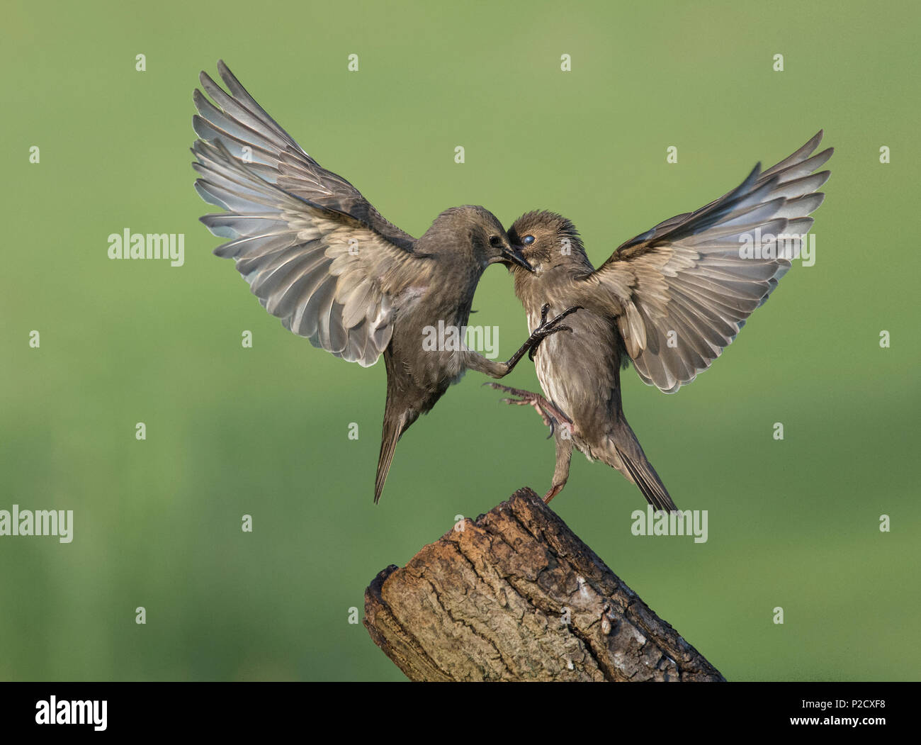 Paar junge Stare, Sturnus vulgaris, streiten, Lancashire, Großbritannien Stockfoto