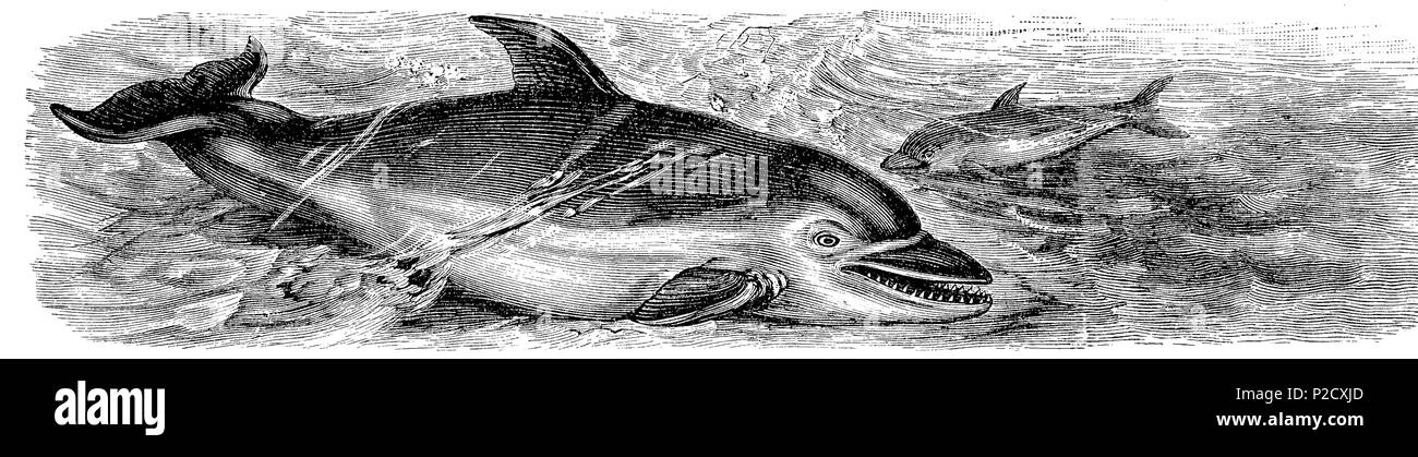 Short-beaked Common dolphin, gemeiner Delphin, Delphinus delphis, digital verbesserte Reproduktion von einem ursprünglichen Drucken aus dem 19. Jahrhundert, 1881 Stockfoto