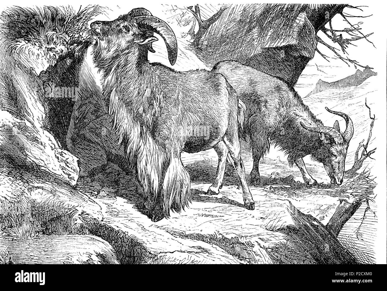 Mähnenspringer, Mähnenspringer, Mähnenschaf Ammotragus lervia, auch, oder Berberschaf Aoudad, digital verbesserte Reproduktion von einem ursprünglichen Drucken aus dem 19. Jahrhundert, 1881 Stockfoto