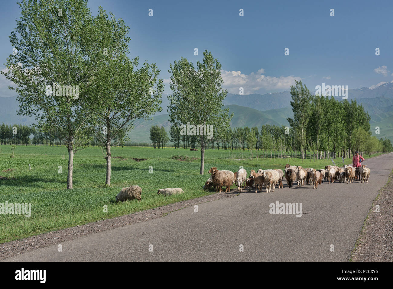Kasachischen Schafe herder, Narat, Xinjiang, China Stockfoto