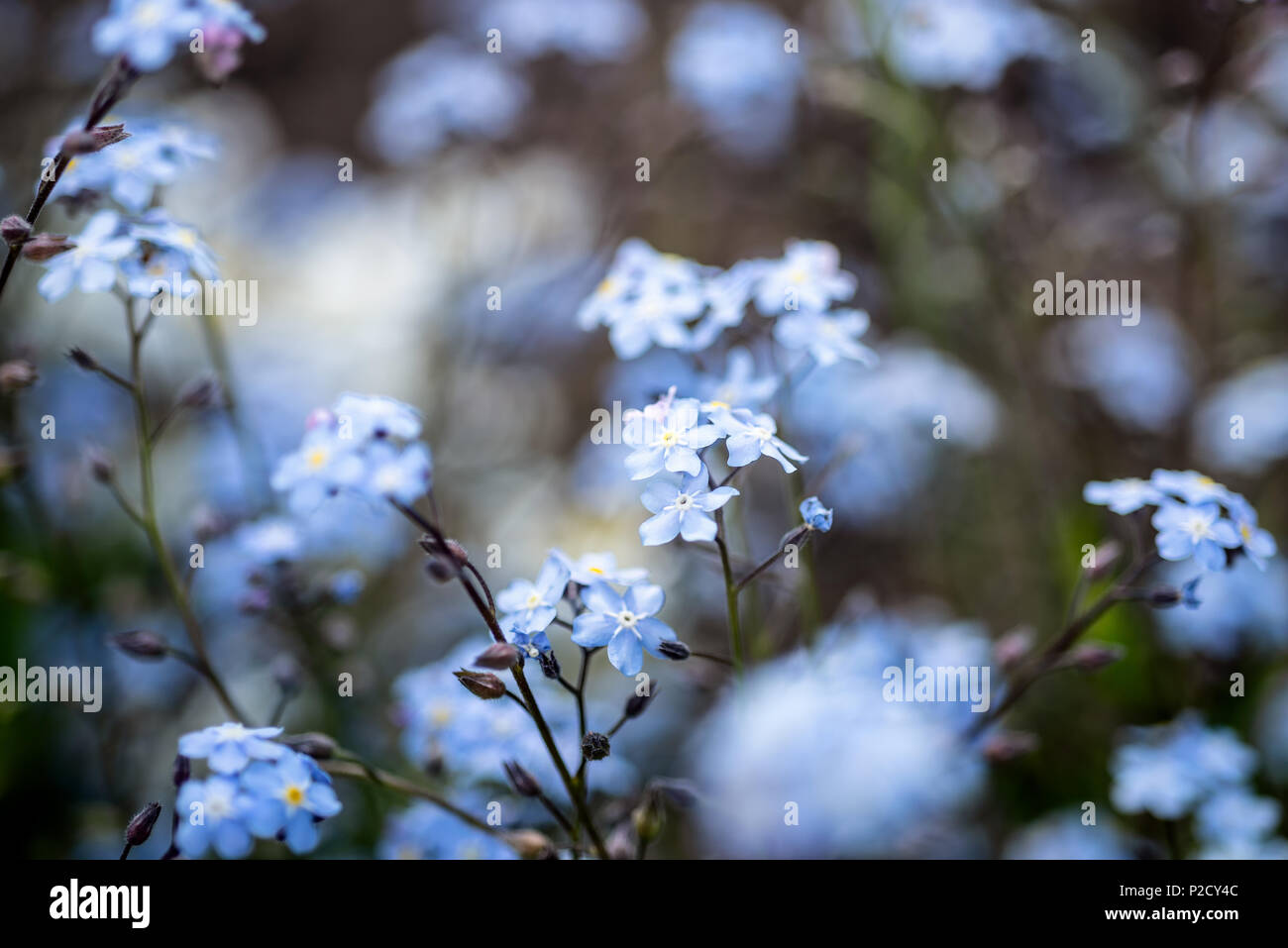 Kleine blaue Blumen vergiss Mich nicht das Feld. Stockfoto