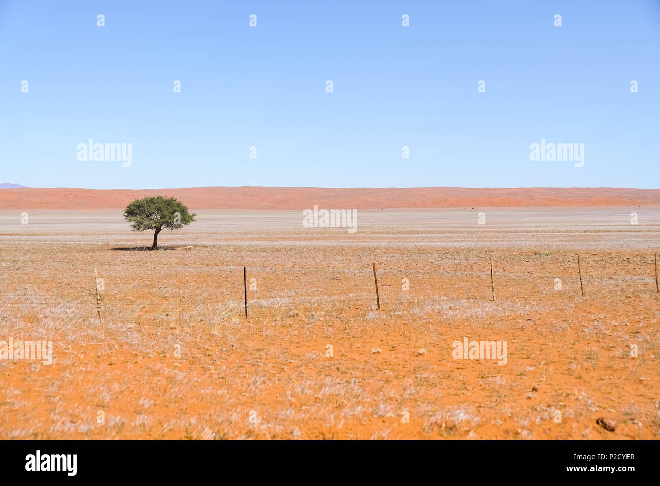 Breite in der Regel Süden Namibias Landschaft von tief Eisen reich orange Boden mit einem grünen Baum und kurze silbrig Gras unter blauen Himmel. Stockfoto