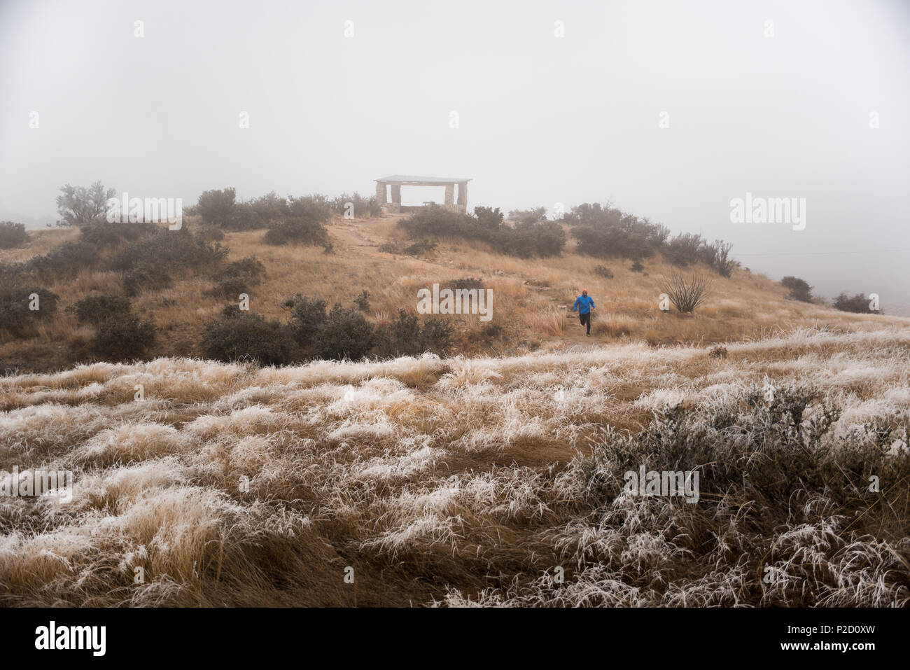 Ein Mann läuft in der Frost bedeckt Orgel in den Bergen in Las Cruces, New Mexico. Stockfoto