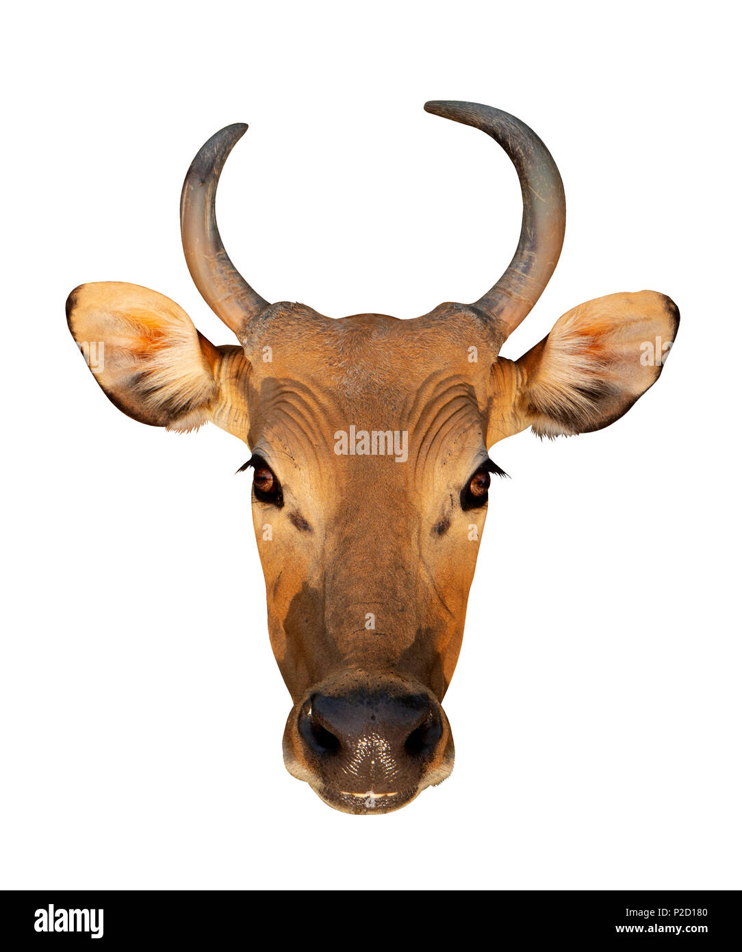 Bos javanicus Kopf. Roten Ochsen ist eine wilde Kuh. Kopf auf weißem Hintergrund isolieren. Stockfoto