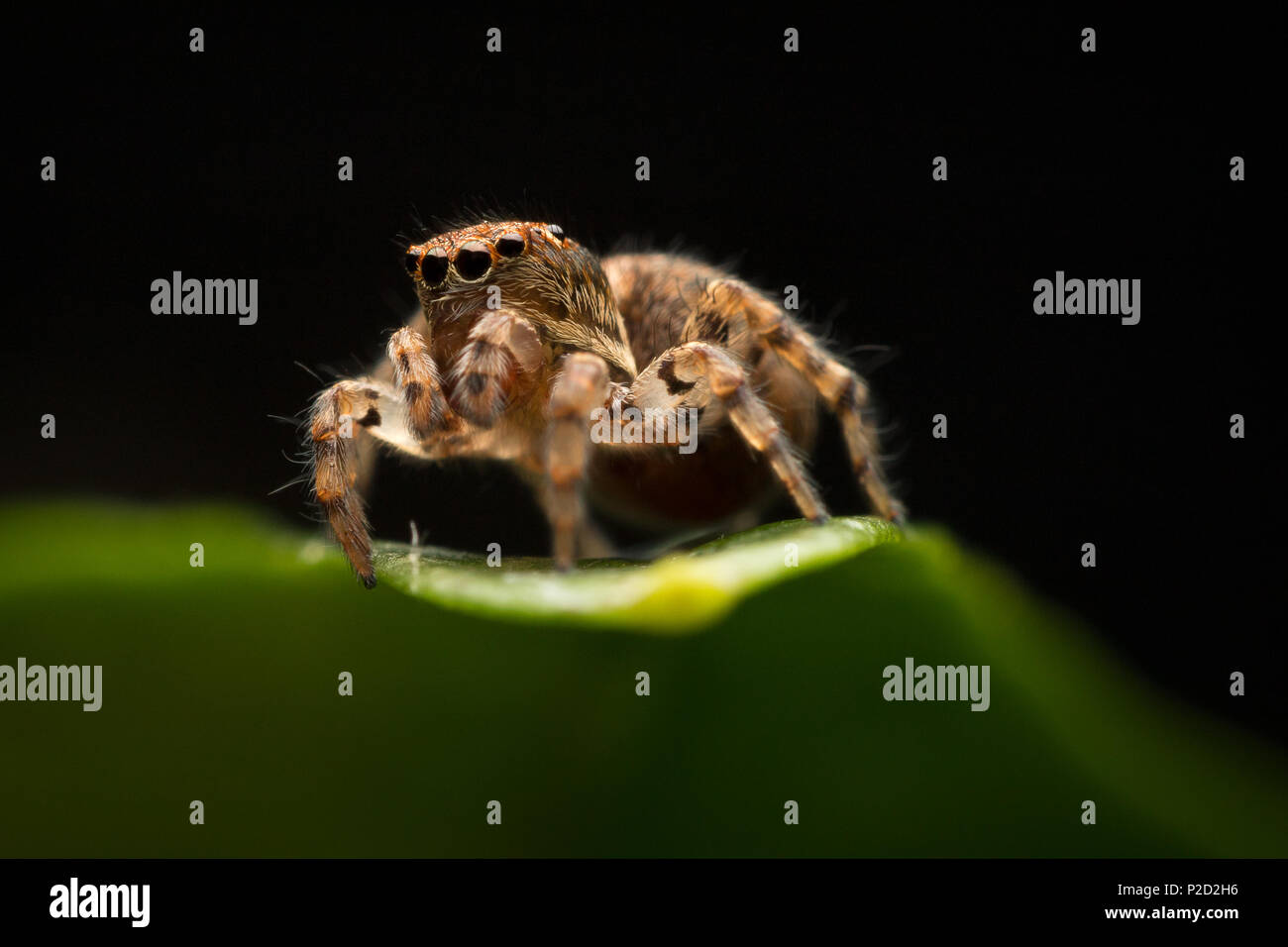 Abisolierten jumping Spider stehend auf einem grünen Blatt mit einem dunklen Hintergrund Stockfoto