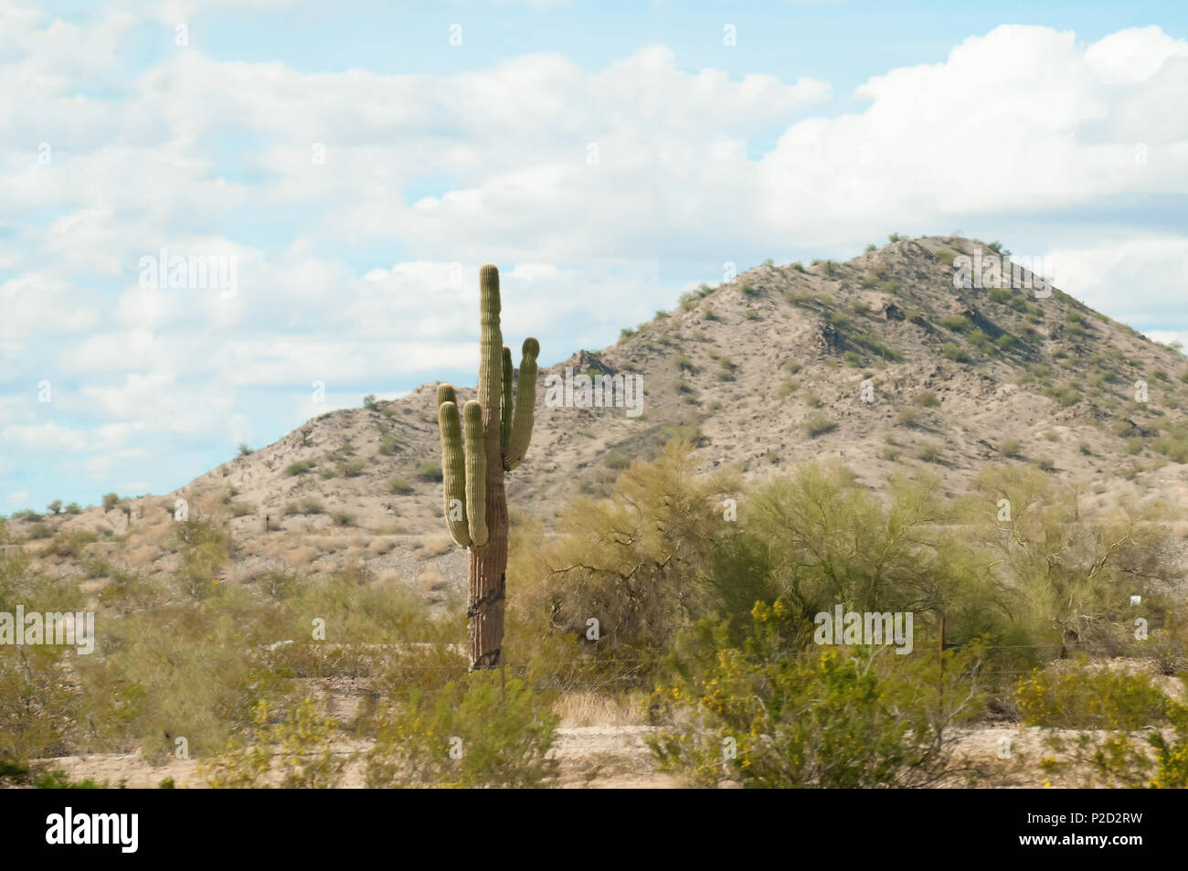 Eine isolierte Kaktus auf einem Hügel in der Wüste. Stockfoto