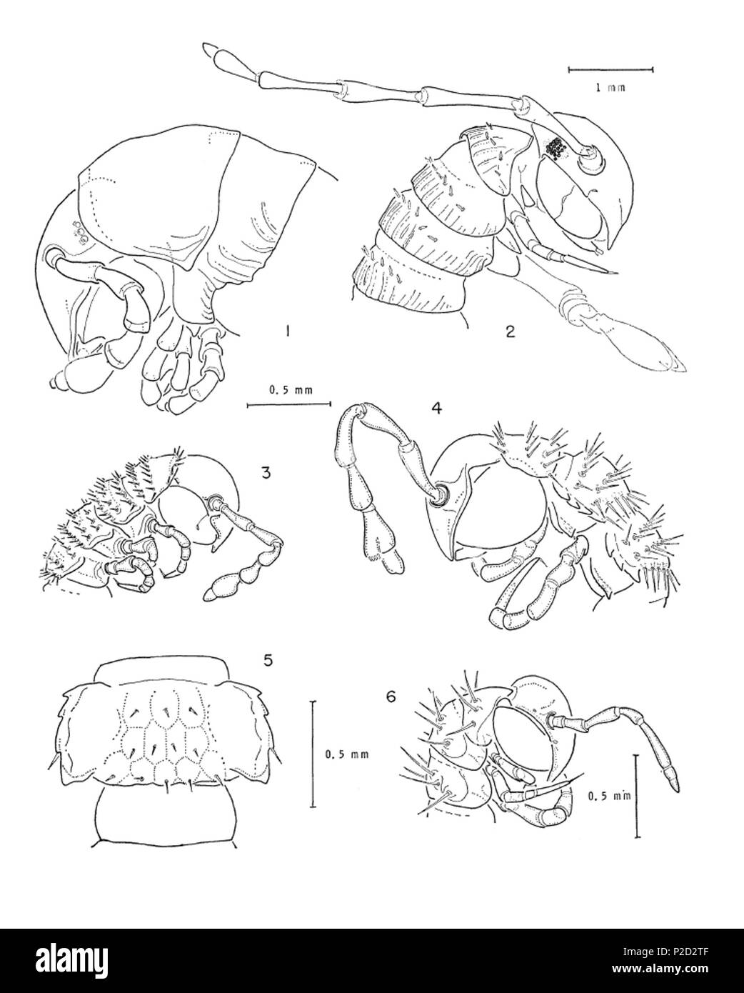 2 Eine Zusammenfassung der Höhle Millipeds der Vereinigten Staaten 1-6 Stockfoto