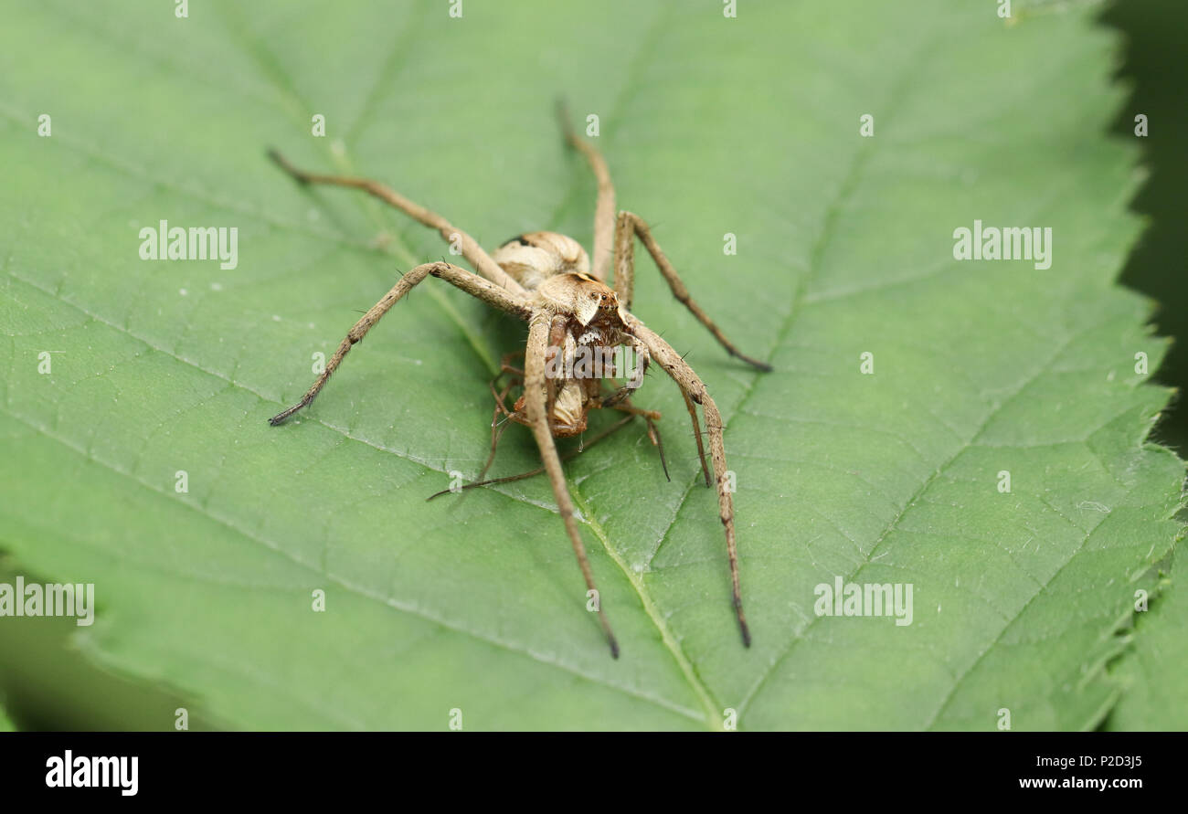 Eine große Baumschule Web Spider (Pisaura mirabilis) seine Beute, während das Hocken auf einem Blatt zu essen. Stockfoto