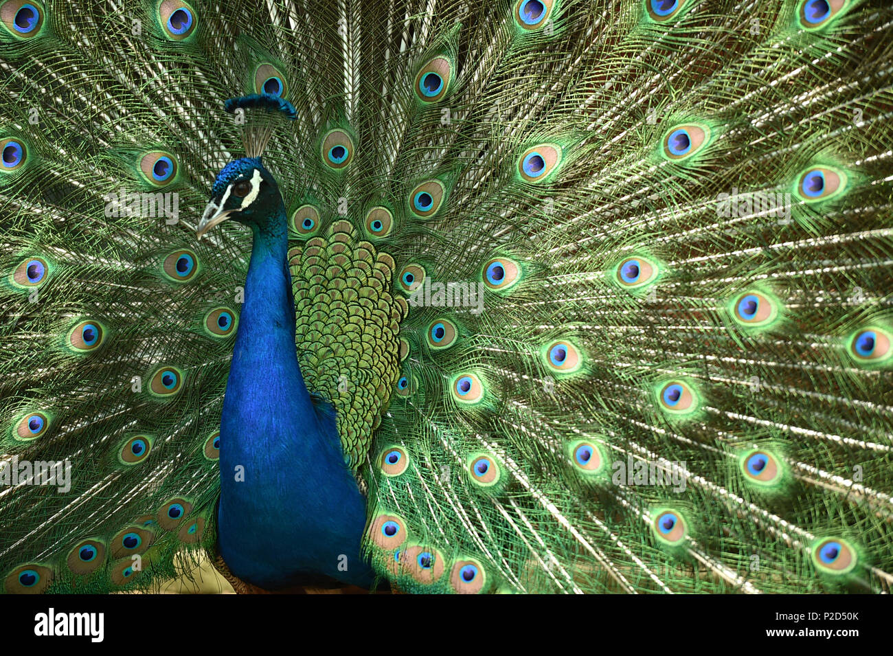 Duran Der Pfau Zeigt Seine Federn Auf Die Weibliche Peahens Stockfotografie Alamy