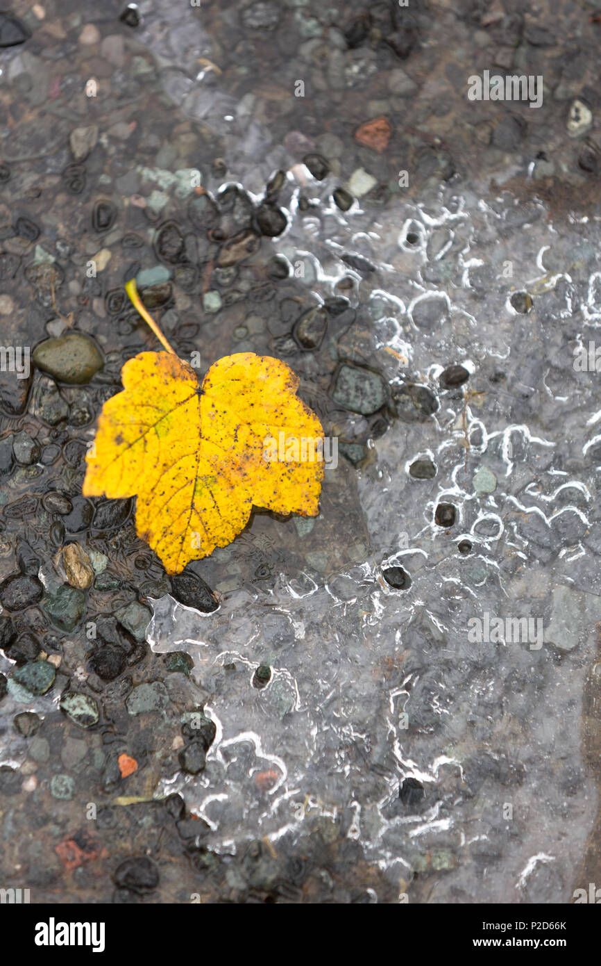 Herbst Blatt im Winter Eis, englischen Lake District Stockfoto