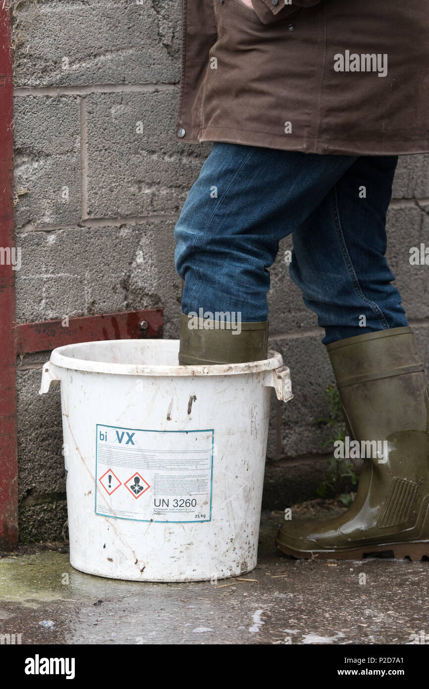 Menschen tauchen ihre Stiefel in eine Desinfektion bei Geflügel als Teil der Bio-Security Lancashire, UK. Stockfoto