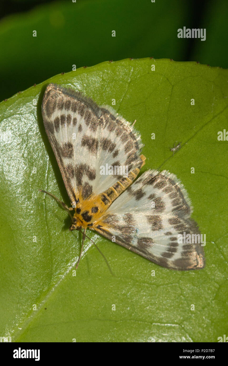 Kleine Elster Motte (Anania hortulata), ein Mitglied der Familie der Crambidae Stockfoto