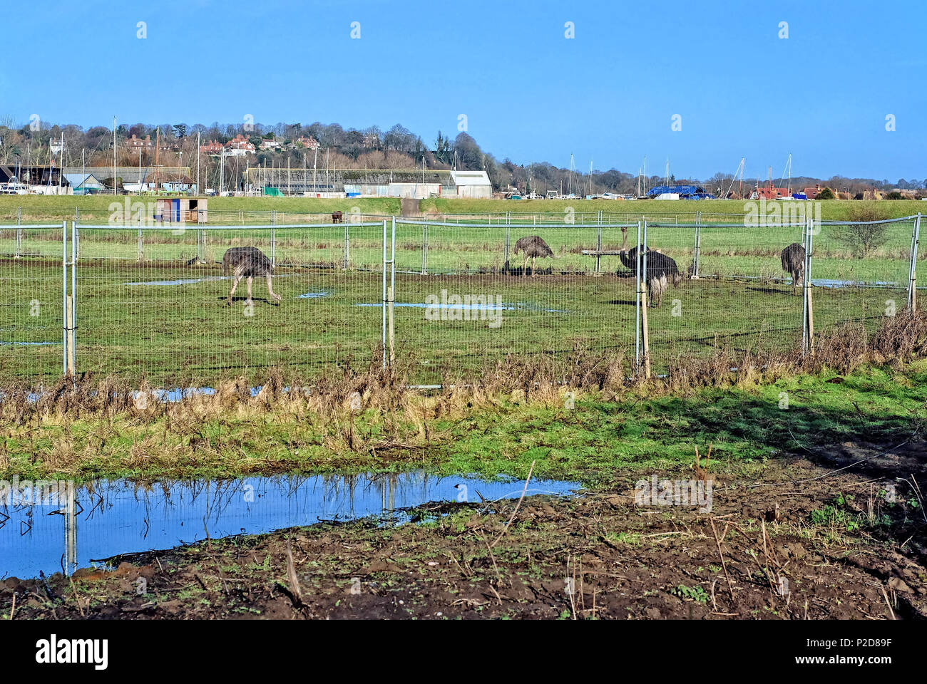 Rhea Farm in Roggen Stockfoto