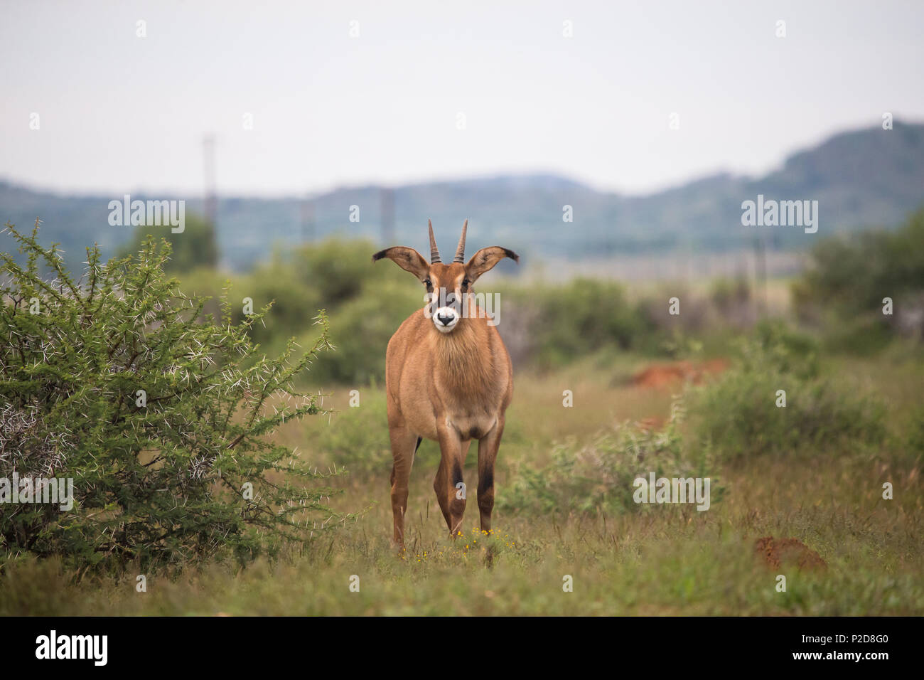 Roan Antelope (Hippotragus equinus) auf einer Farm in Nordkap, Südafrika Konzept Wildtierzucht oder Wildzucht Stockfoto