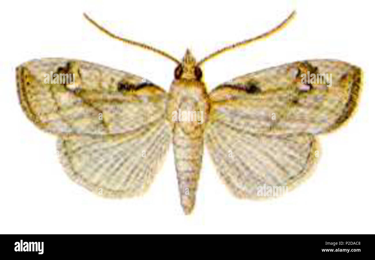 14 Crocidolomia pavonana (ento - Csiro-au) Stockfoto