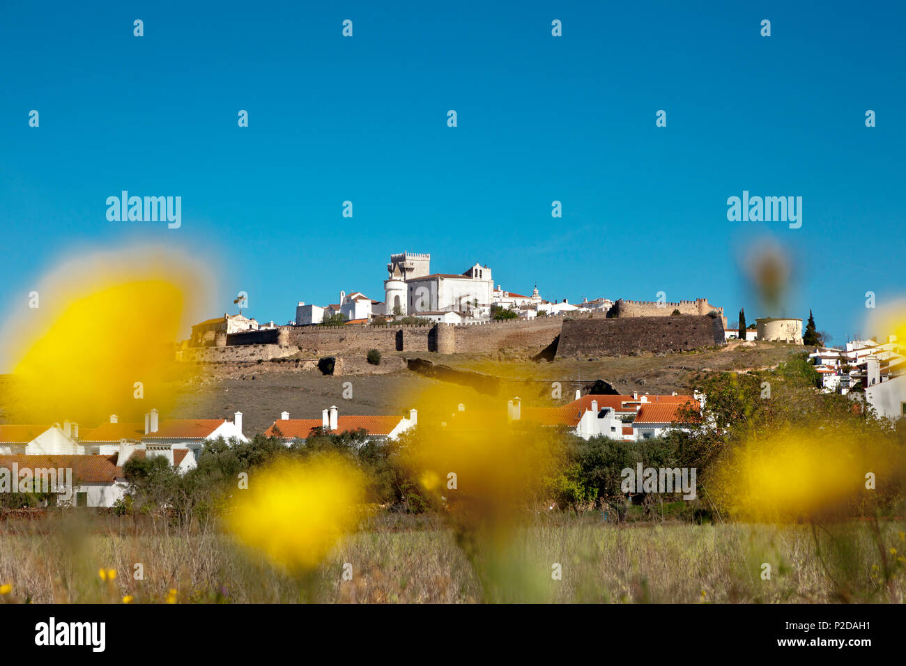 Blumenwiese in Estremoz, Alentejo, Portugal Stockfoto