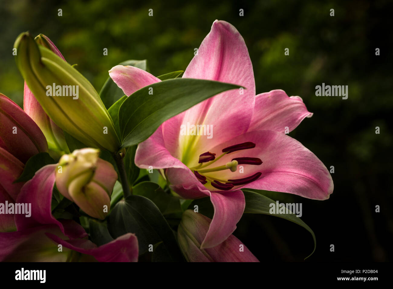 Große asiatische Lilie genannt auch Rosa asiatische Lilie Stockfoto