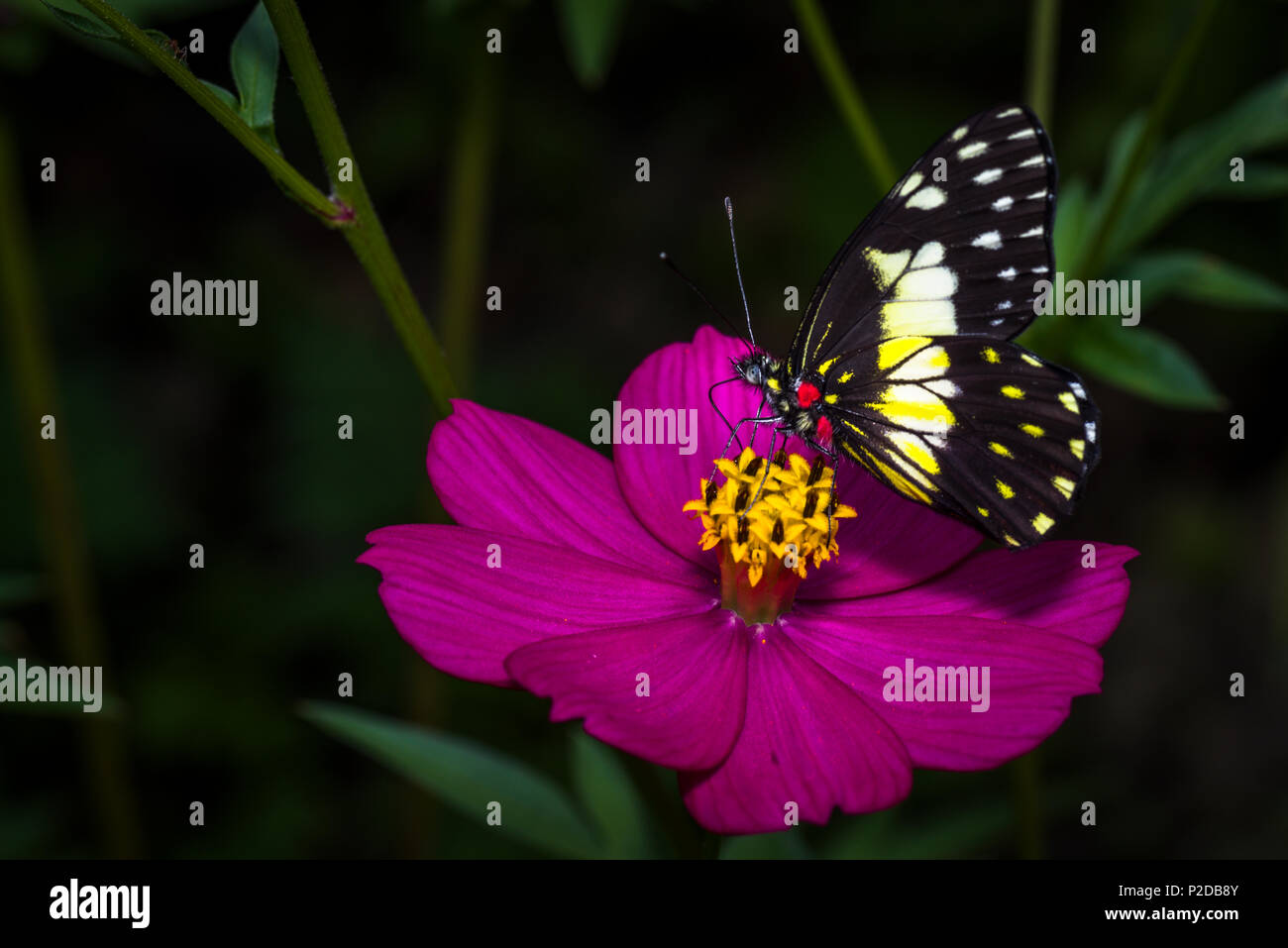 Schmetterling auf einem violetten Maria gold Blume Stockfoto