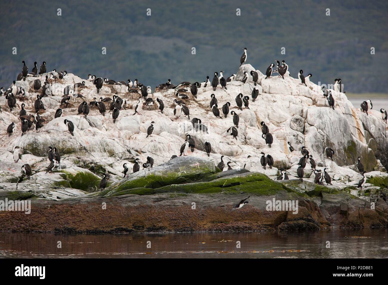 Argentinien, in der Provinz Tierra del Fuego, Ushuaia, auf einer Insel im Beagle Kanal, Kolonien von Magellan Kormorane und Seelöwen Stockfoto