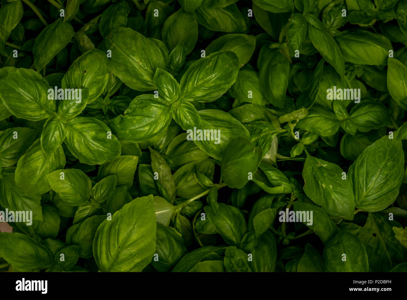 Basilikum Ocimum basilicum, Basilikum, Saint-Joseph's - Johanniskraut, Küchenkraut, Sweet Basil, Genovese Basilikum Stockfoto