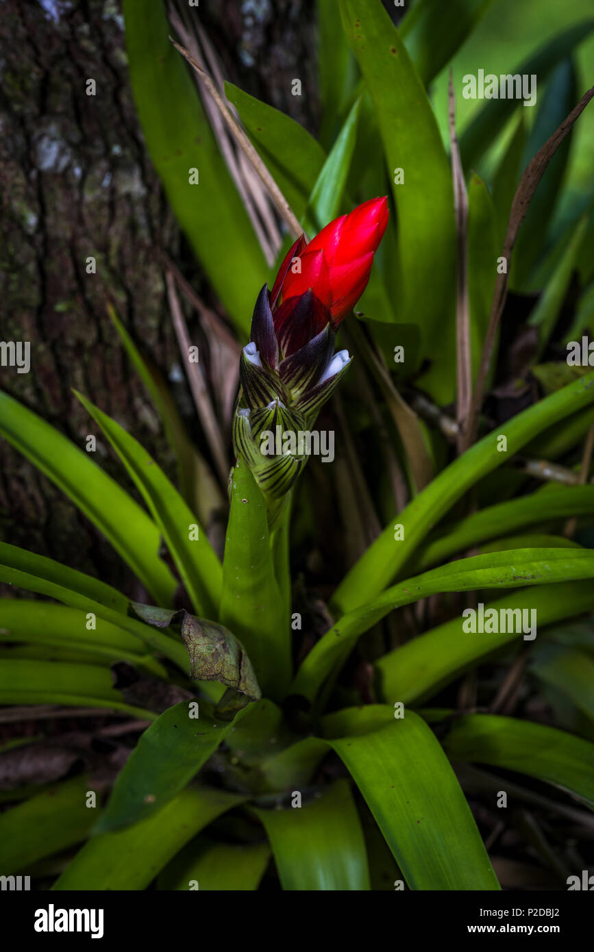 Bromeliaceae Pflanze mit roten Blte im Regenwald Stockfotografie - Alamy