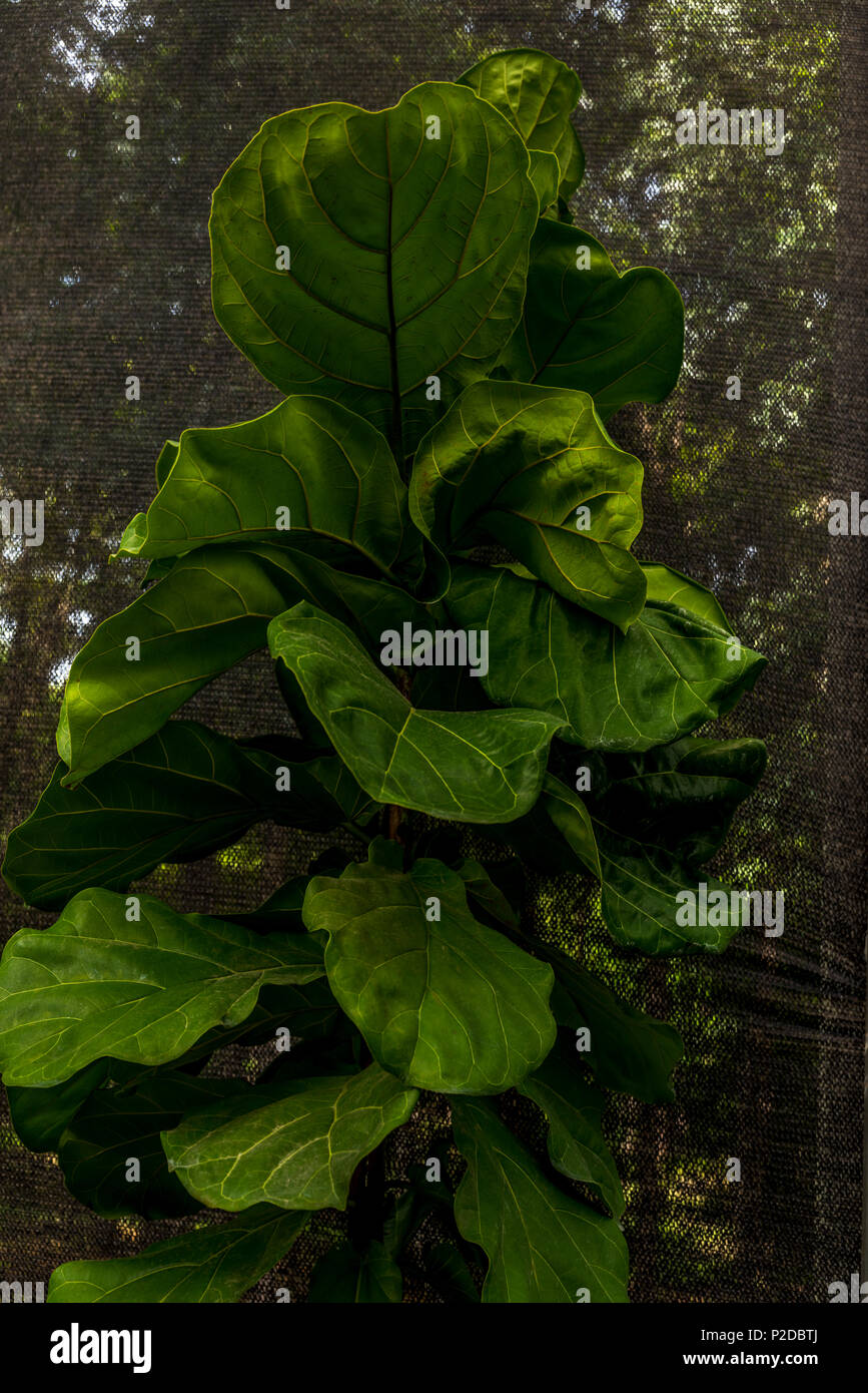 Ficus Lyrata Pflanzen Natur Bild Stockfoto