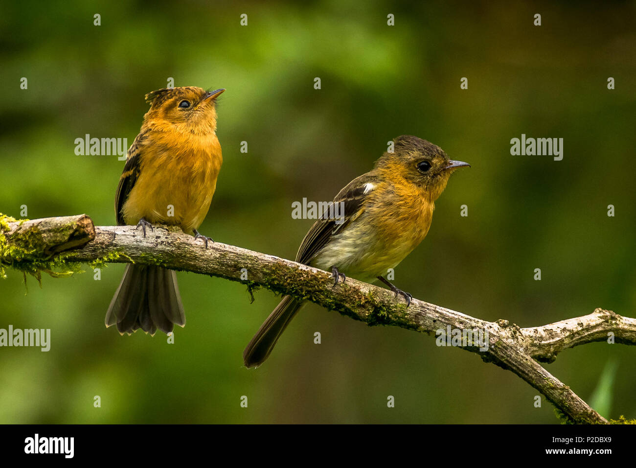 Getuftete Flycatchers Vogelbeobachtung in Panama Stockfoto